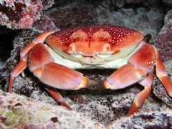 Batwing Coral Crab - Florida Keyes NIkon D70 w/Ikelite Ho... by Eliot Neumann 